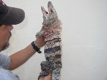 T-Rex of Spinny-tailed Iguanas
