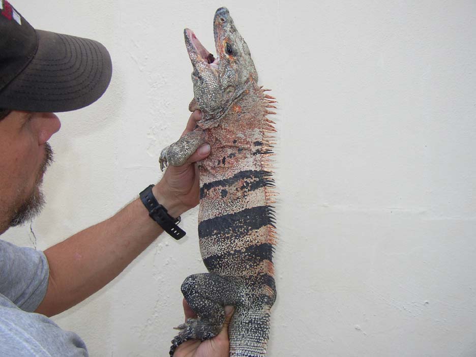 T-Rex of Spinny-tailed Iguanas