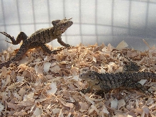 Baby Cyclura Lewisi Hybrids