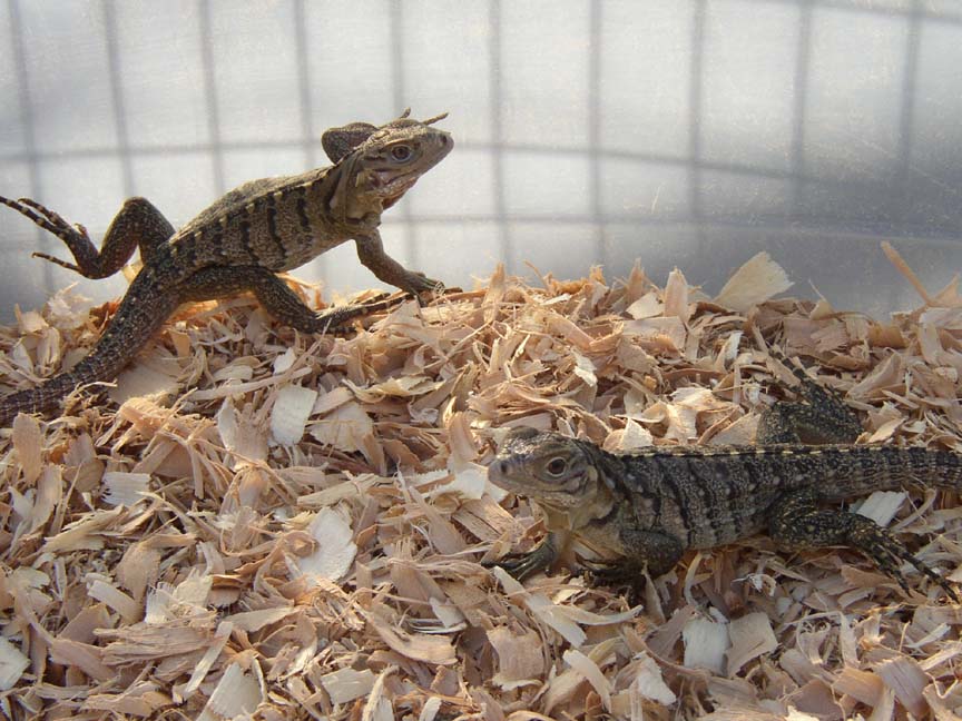 Baby Cyclura Lewisi Hybrids