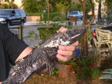 Male Pectinata with a rejenerated tail