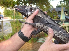 Male Pectinata with a regenerated tail# 2