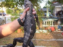 Male Pectinata with a regenerated tail# 3