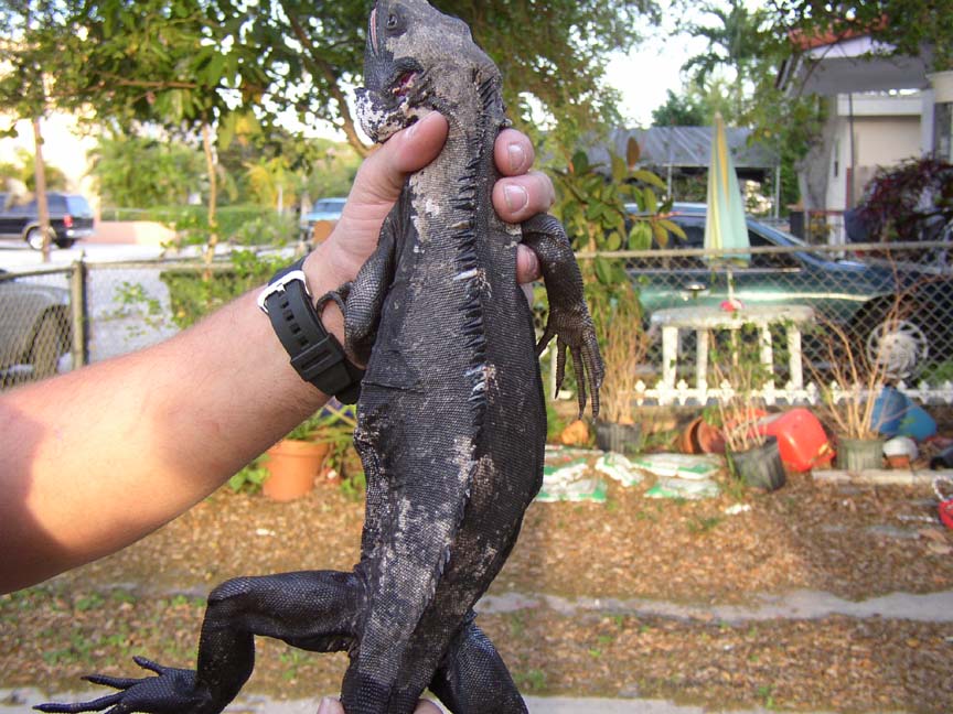 Male Pectinata with a regenerated tail# 3
