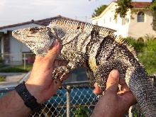 Adult Male C. Similis Spinney-tailed Iguana