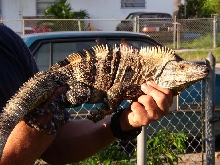 Large Adult Male C. Similis