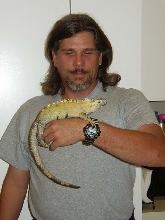 C. Pectinata Banana Phase Male