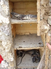 Cyclura & Ctenosaura Cage 10