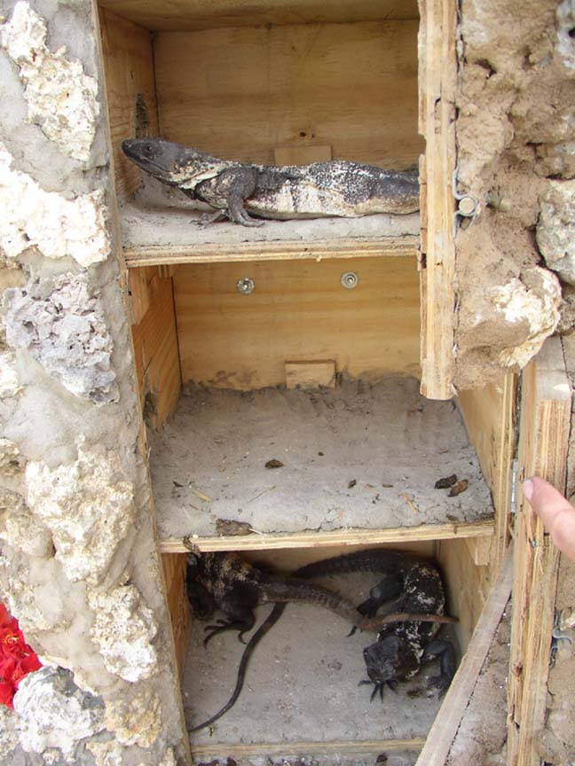 Cyclura & Ctenosaura Cage 10