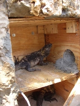 Cyclura & Ctenosaura Cage 11