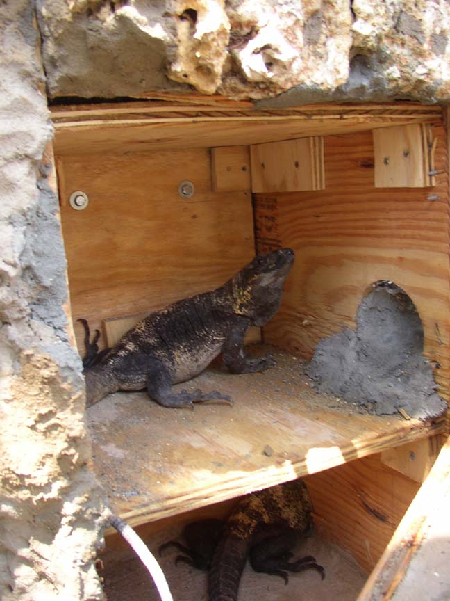 Cyclura & Ctenosaura Cage 11