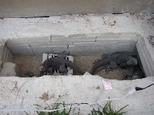Cyclura & Ctenosaura Cage 5