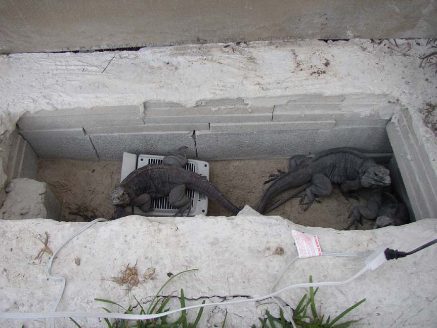 Cyclura & Ctenosaura Cage 5