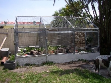 Cyclura & Ctenosaura Cage 6