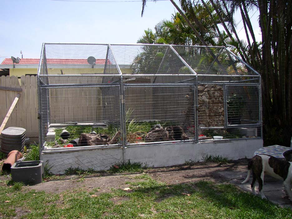 Cyclura & Ctenosaura Cage 6