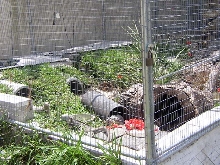 Cyclura & Ctenosaura Cage 7