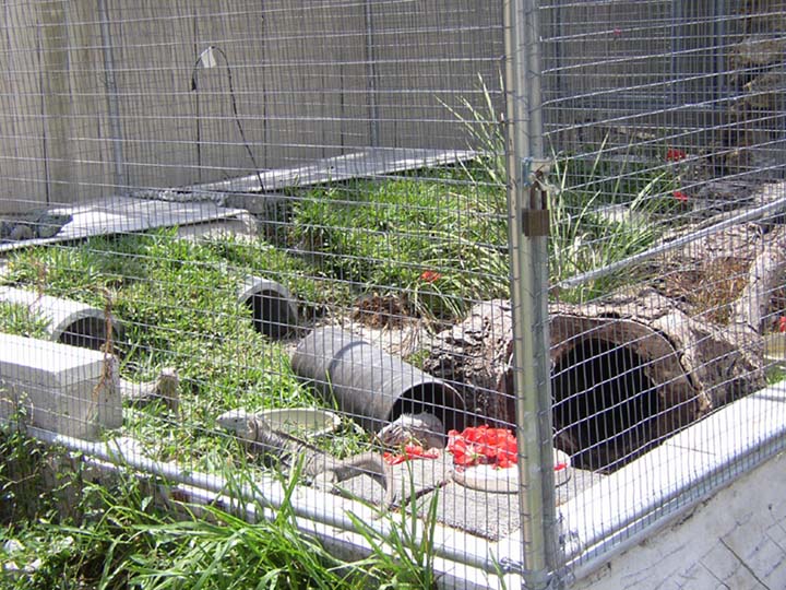 Cyclura & Ctenosaura Cage 7