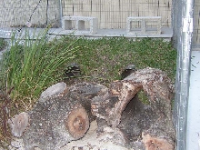Cyclura & Ctenosaura Cage 8