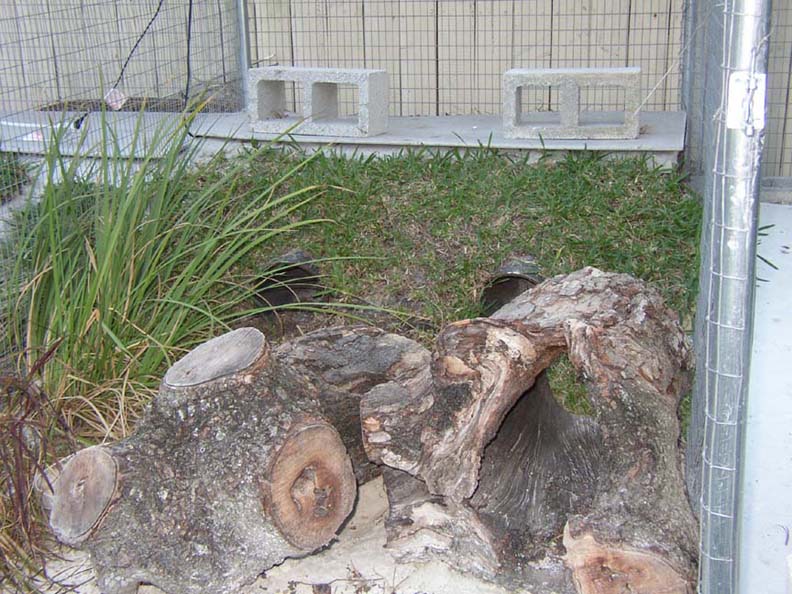 Cyclura & Ctenosaura Cage 8