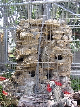 Cyclura & Ctenosaura Cage 9