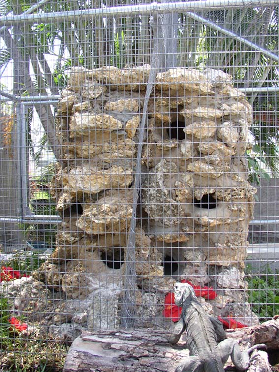 Cyclura & Ctenosaura Cage 9