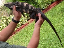 adult c. Pectinata