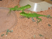 Baby C. Pectinatas wild caught