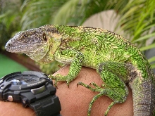 Possible Bannana Phase C. Pectinata ( Mexican black Spinney-tailed Iguana