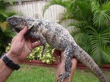 Female C. Pectinata