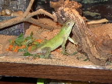 Baby C. Pectinata wild caught 5 months later
