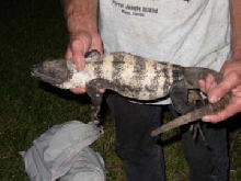 Adult Female C. Pectinata