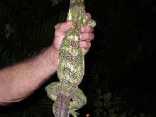 another Adult Female C. Pectinata