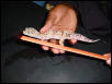 [img]http://gallery.pethobbyist.com/data/gecko2.jpg[/img]