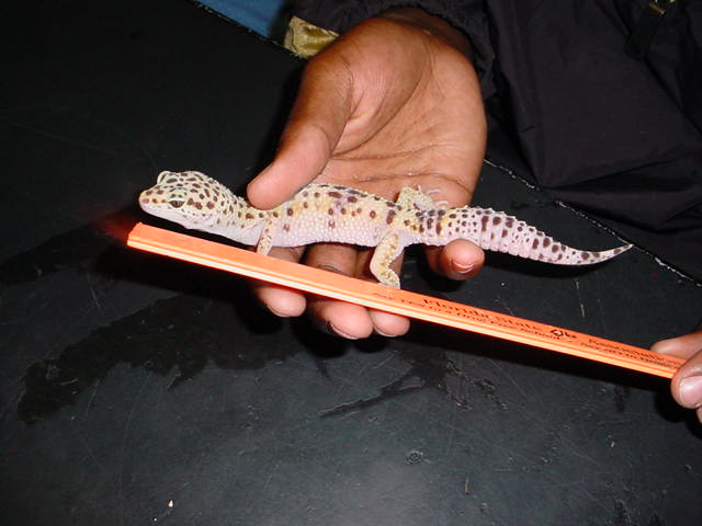 [img]http://gallery.pethobbyist.com/data/gecko2.jpg[/img]