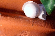 tokay's egg