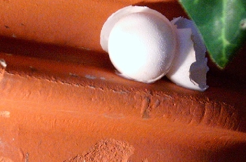 tokay's egg