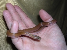 Brown House Snake