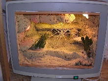 My terra for Stenodactilus petrii