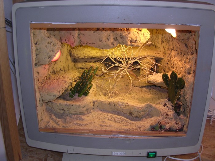 My terra for Stenodactilus petrii