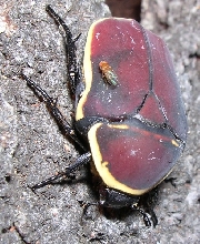 Pachnoda marginata