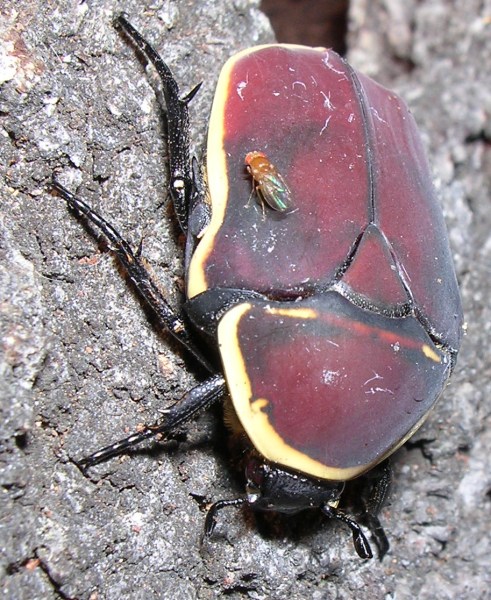 Pachnoda marginata