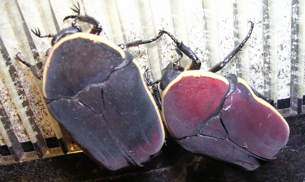Pachnoda marginata marginata