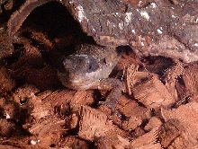 Cordylus tropidosternum