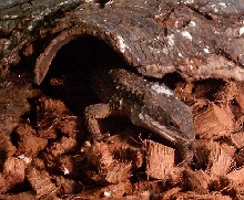 Cordylus tropidosternum