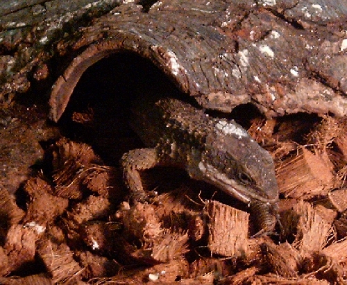 Cordylus tropidosternum