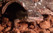 Cordylus tropidosternum
