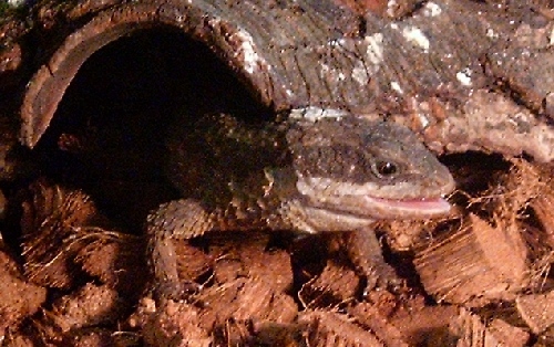 Cordylus tropidosternum
