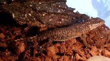 Cordylus tropidosternum