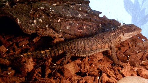 Cordylus tropidosternum