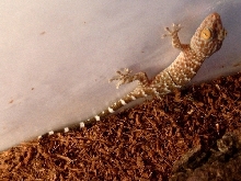 young tokay